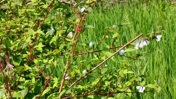 Papillons blancs sur les feuilles vertes - aporia crataegi — Video