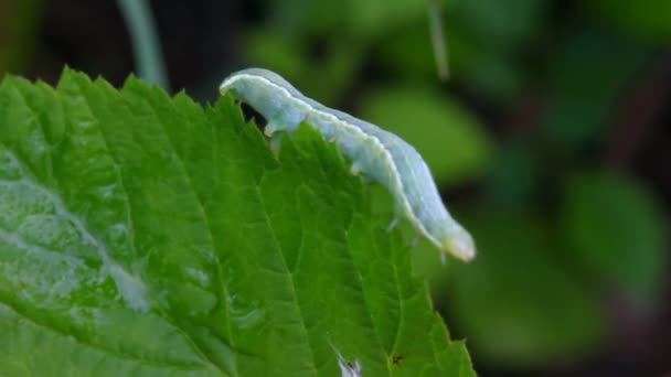 Oruga verde sobre hierba macro — Vídeos de Stock