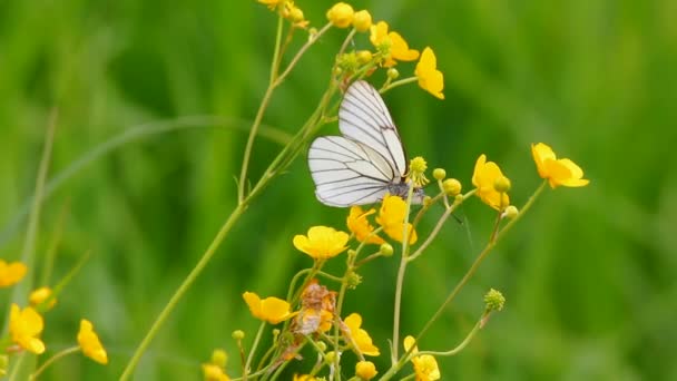 Witte vlinder op gele bloemen - aporia crataegi — Stockvideo