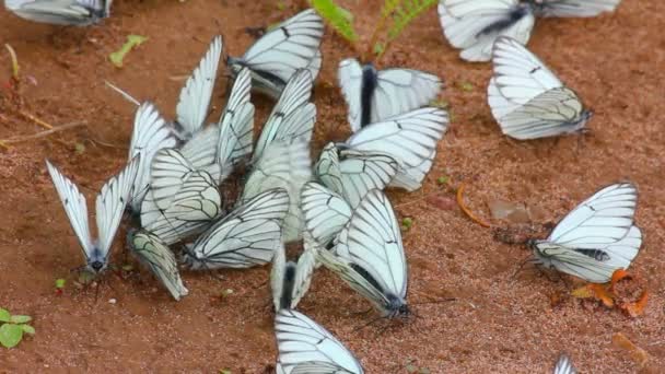 Viele weiße Schmetterlinge auf Sand - aporia crataegi — Stockvideo