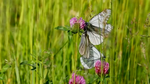 Λευκή πεταλούδα στο τριφύλλι λουλούδια - απορια crataegi — Αρχείο Βίντεο