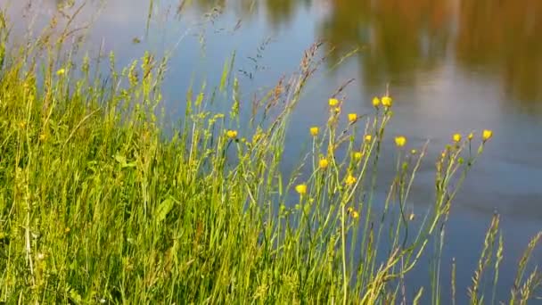 Sommar gräs på riverside — Stockvideo