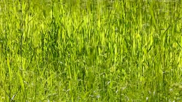 Wysokie zielone trawy tle — Wideo stockowe