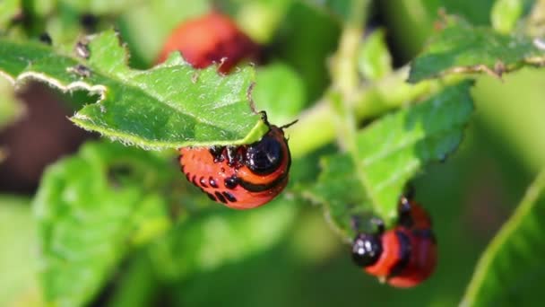 Colorado böceği larvası (Bakanlıkça tavsiye) - tarım zararlı — Stok video