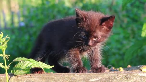 Pequeno gatinho preto plaintively mew ao ar livre — Vídeo de Stock