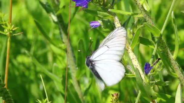 Borboletas brancas copulam em flor - aporia crataegi — Vídeo de Stock