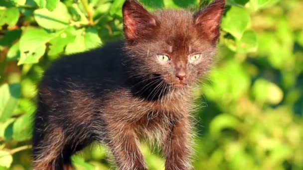 Pequeño negro gatito llaintively mew al aire libre — Vídeos de Stock