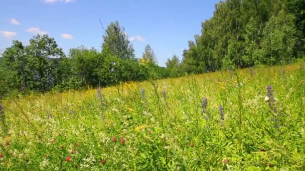 Paisaje con prado de verano y mariposas — Vídeo de stock