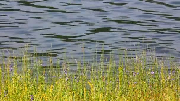 Wasser plätschert auf Teich und Gras — Stockvideo