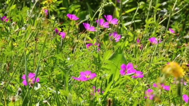Kwiaty na lato łąka — Wideo stockowe