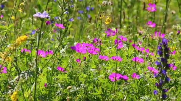 Цветы на летнем лугу — стоковое видео