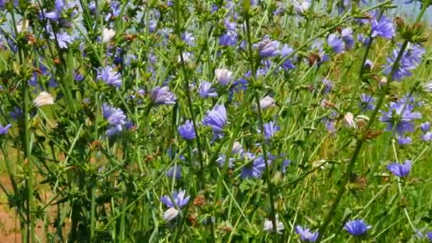 Chicory flowers — Stok Video