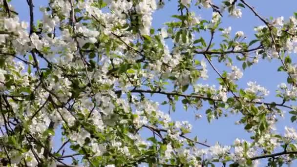 Ветви цветущих яблонь — стоковое видео