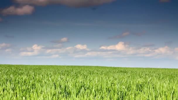 Campo verde con grano sotto il cielo blu — Video Stock