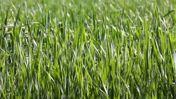 Стебли сухой травы — стоковое видео