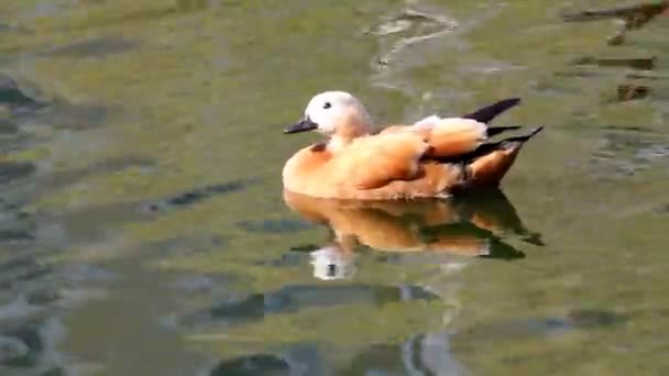 Canard mandarin — Video