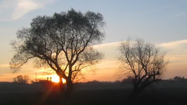 Zonsopgang landschap met boom en meer — Stockvideo