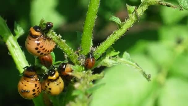 Colorado beetle larva (leptinotarsa decemlineata) - agriculture pest, timelapse — Stock Video