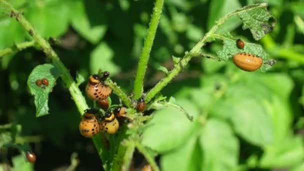 Colorado skalbagge larva (leptinotarsa decemlineata) - jordbruk pest, timelapse — Stockvideo