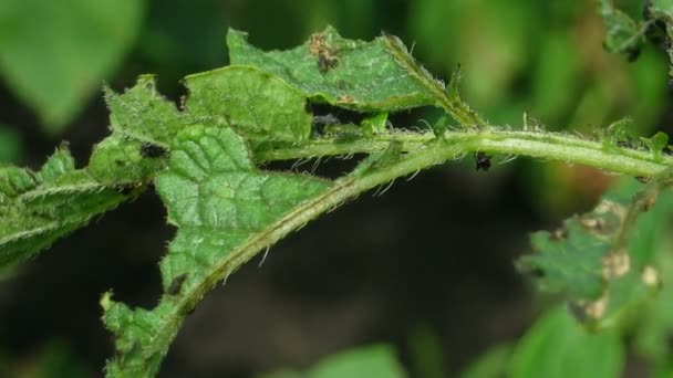 科罗拉多甲虫幼虫 （马铃薯甲虫)-农业害虫，游戏中时光倒流 — 图库视频影像