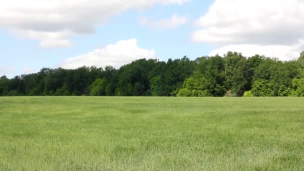 Ondeggiando campo verde con grano — Video Stock