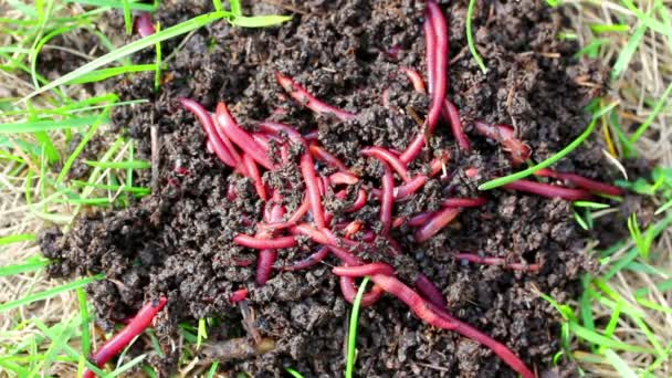 Beaucoup de vers rouges dans la saleté appât pour la pêche — Video