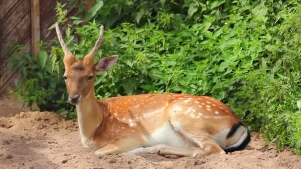 Liegen jonge herten — Stockvideo