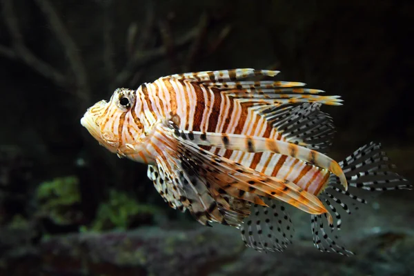 Lionfish zebrafish υποβρύχια — Φωτογραφία Αρχείου