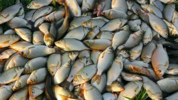 Catching crucian fish lying on grass — Stock Video