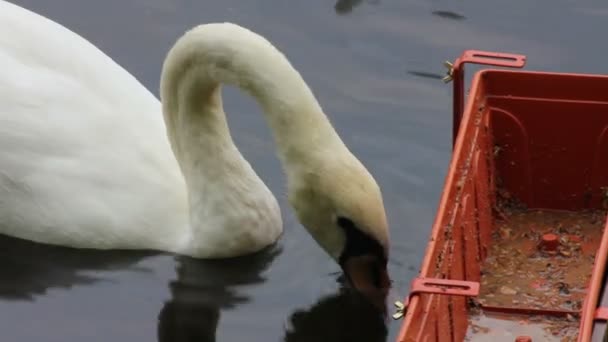 Zwaan voeden op lake — Stockvideo