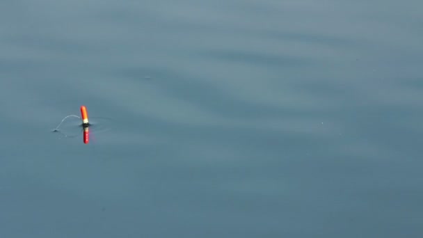 Morsure de pêche - flotter sur l'eau tranquille du lac — Video