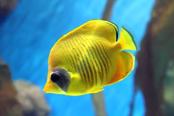 Gelber Schmetterlingsfisch — Stockfoto