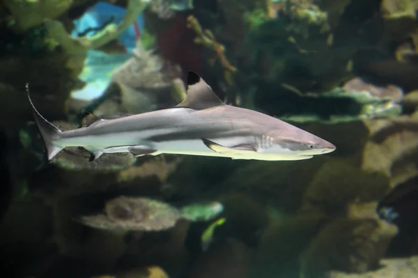 Köpekbalığı — Stok fotoğraf