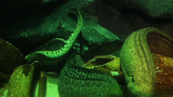 海鳗鱼水下特写 — 图库视频影像