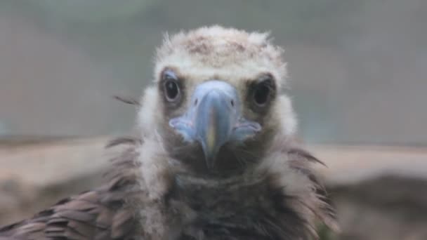 Jeune portrait de griffon — Video