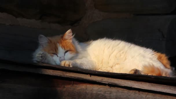 Sleeping cat outdoors — Stock Video