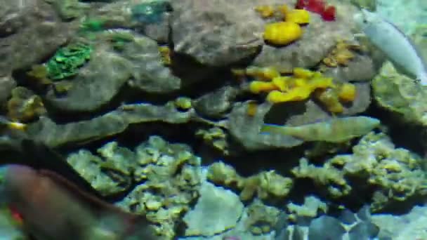 Fische und Korallen in flachen — Stockvideo