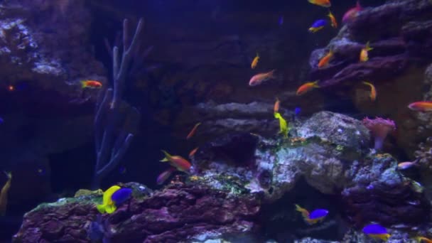 Víz alatti halak és korallok — Stock videók