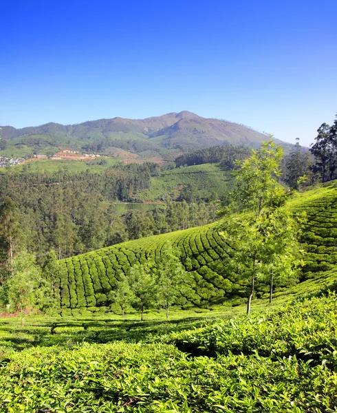 Plantación de té de montaña en la India — Foto de Stock