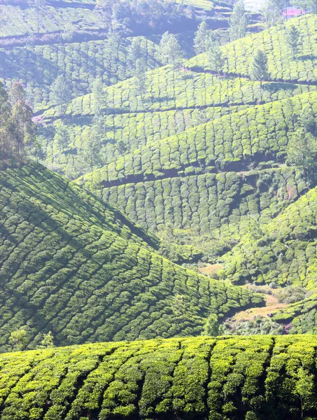 Horské čajové plantáže v Indii — Stock fotografie