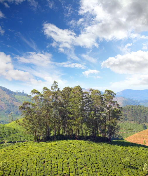 Berg teplantage i Indien — Stockfoto