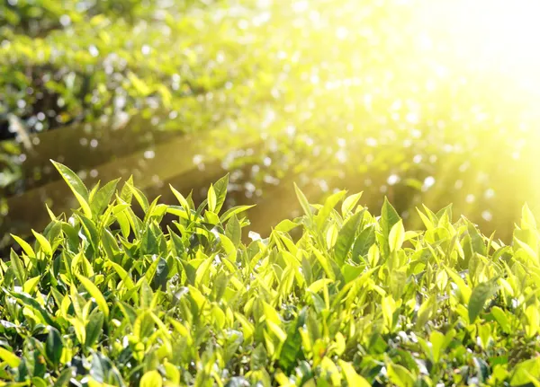 Чайные растения в солнечных лучах — стоковое фото