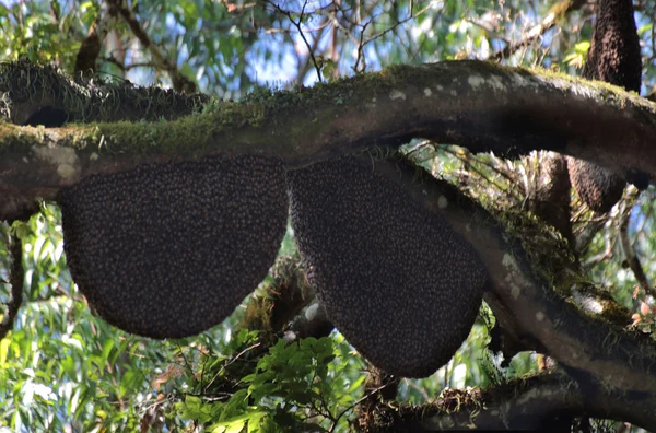 Colmeia de abelhas selvagens na árvore — Fotografia de Stock