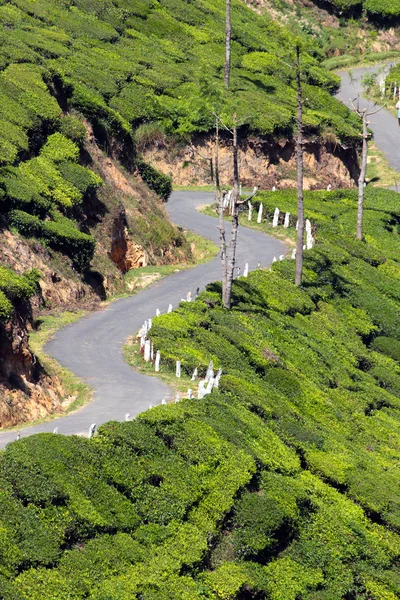 Sinuoso camino entre plantaciones de té — Foto de Stock
