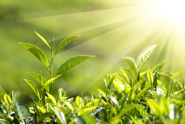 Čajové rostliny v slunečních paprsků — Stock fotografie
