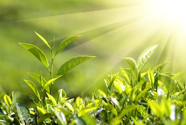 Piante da tè in raggi di sole — Foto Stock