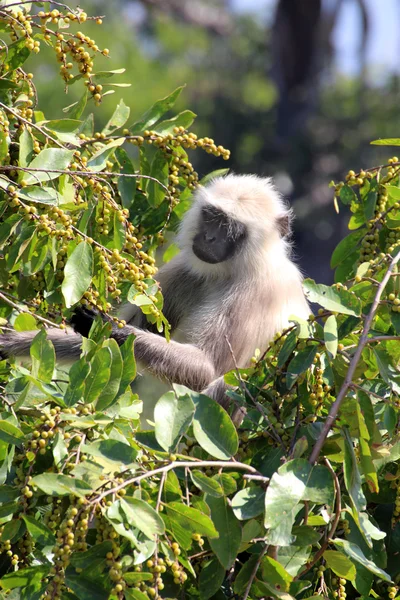 Mono comiendo frutas en el árbol — Foto de Stock