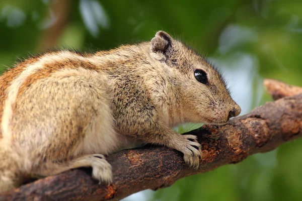 Ardilla sentada en la rama del árbol — Foto de Stock