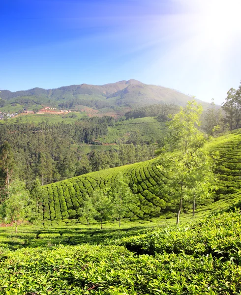 Berg teplantage i Indien — Stockfoto
