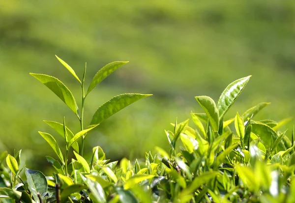 Plantas de té —  Fotos de Stock